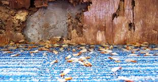 How to Recognize Termite Damage in Your Home or Business
